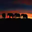 Elephant Sunset  screen for extension Chrome web store in OffiDocs Chromium
