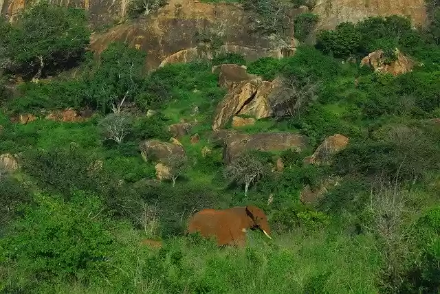 Free download Elephant Tsavo Kenya -  free free photo or picture to be edited with GIMP online image editor