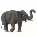 elephant wallpaper  screen for extension Chrome web store in OffiDocs Chromium