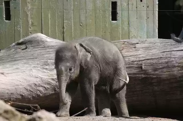 Free download Elephant Young Baby -  free photo or picture to be edited with GIMP online image editor