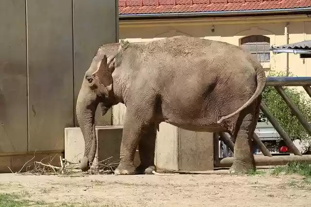 Free download Elephant Zoo Nature -  free free photo or picture to be edited with GIMP online image editor