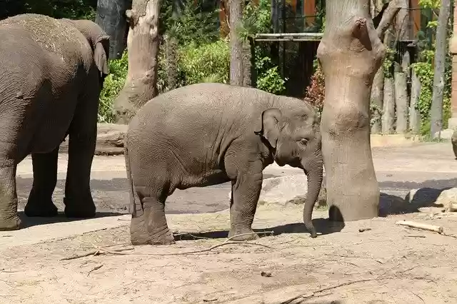 Free download Elephant Zoo Young -  free photo or picture to be edited with GIMP online image editor