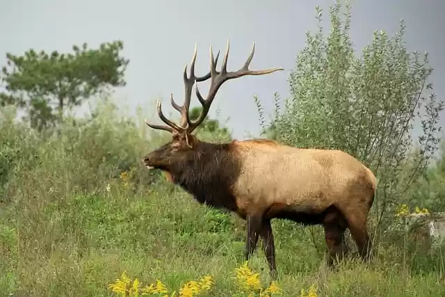 Free download elk bull rut wildlife animal free picture to be edited with GIMP free online image editor