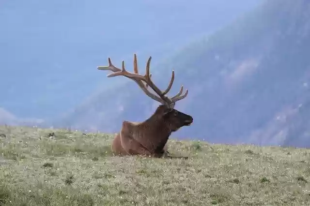 Bezpłatne pobieranie Elk Colorado Estes - darmowe zdjęcie lub obraz do edycji za pomocą internetowego edytora obrazów GIMP