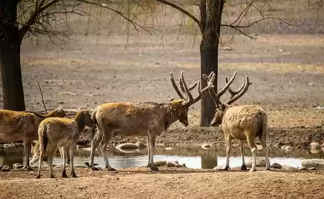 Free download elk deer herbivore mammal animal free picture to be edited with GIMP free online image editor