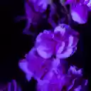 Embrace Elegance with the Flower Purple  screen for extension Chrome web store in OffiDocs Chromium