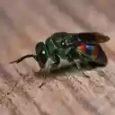 emerald wasp wallpaper  screen for extension Chrome web store in OffiDocs Chromium