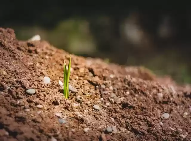 Free download Engine Bud Earth -  free photo or picture to be edited with GIMP online image editor