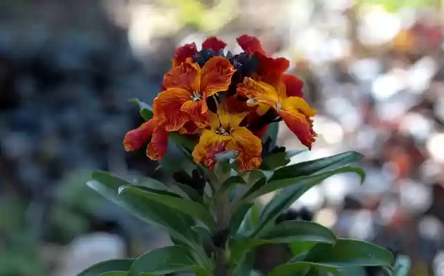 قم بتنزيل صورة erysimum cheiri wallflower المجانية مجانًا ليتم تحريرها باستخدام محرر الصور المجاني عبر الإنترنت من GIMP