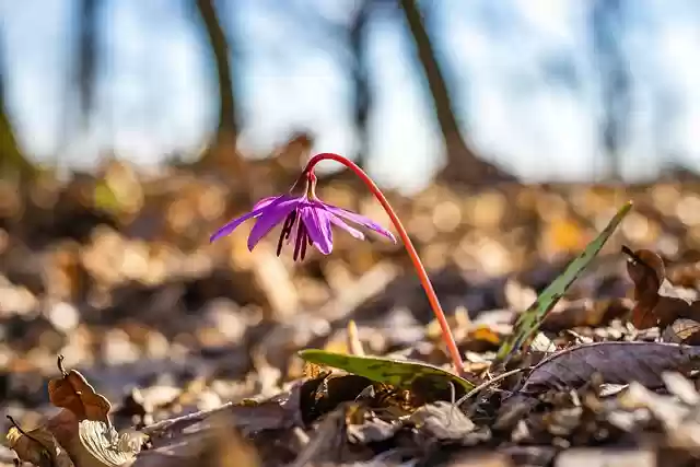Free download erythronium dens canis free picture to be edited with GIMP free online image editor