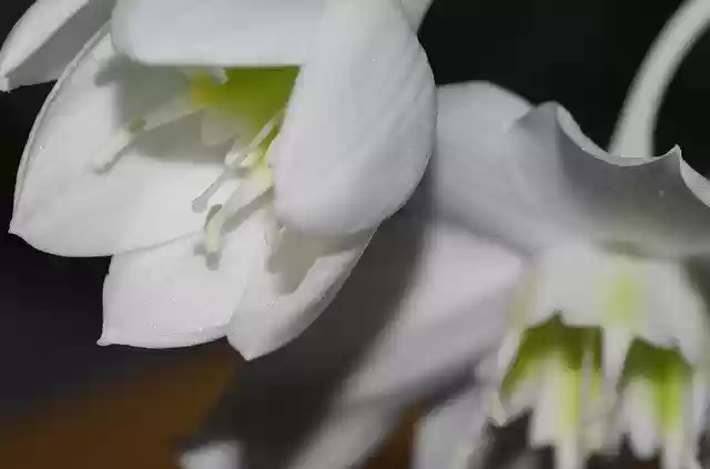 Free download Eucharis Flower White -  free photo or picture to be edited with GIMP online image editor