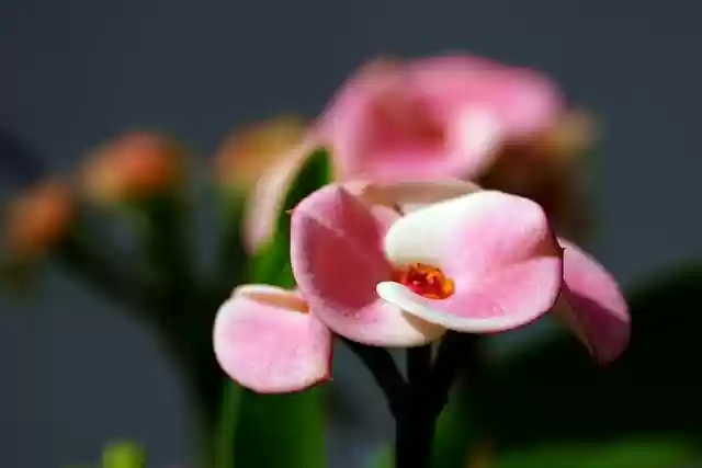 Free download euphorbia millii plant flower free picture to be edited with GIMP free online image editor