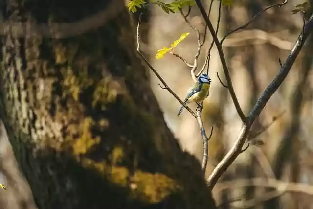 Free download eurasian blue tit bird nature free picture to be edited with GIMP free online image editor