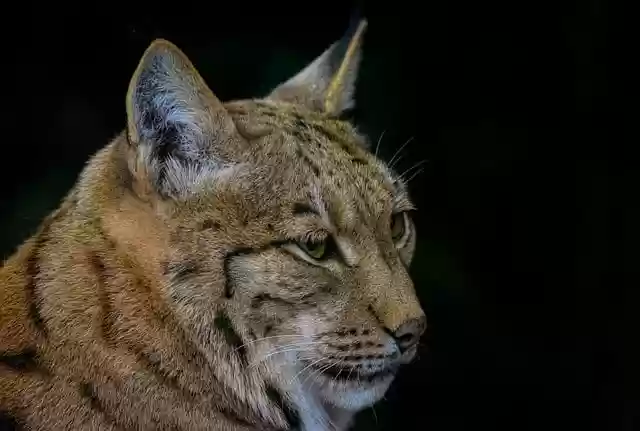 Free download eurasian lynx lynx wild cat feline free picture to be edited with GIMP free online image editor
