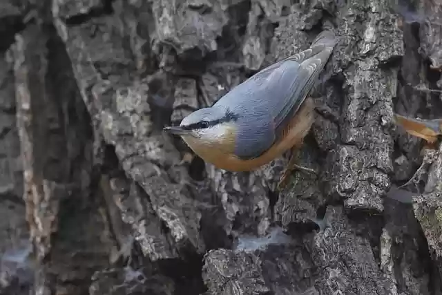 Free download eurasian nuthatch bird animal free picture to be edited with GIMP free online image editor