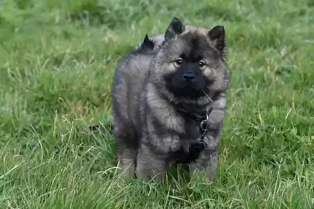 Free download eurasier dog puppy canine pet free picture to be edited with GIMP free online image editor