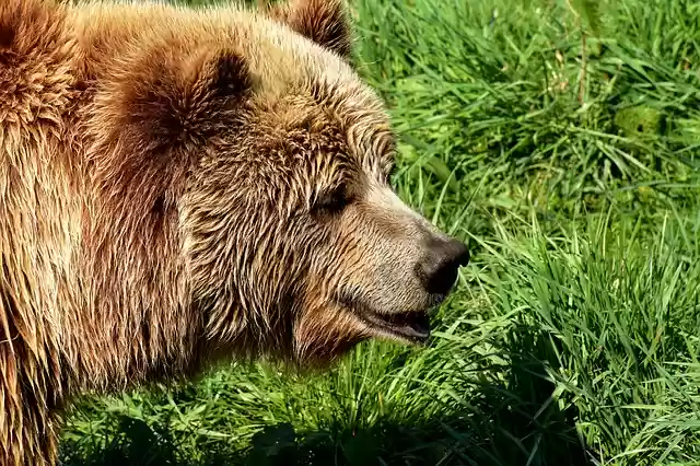Bezpłatne pobieranie darmowego zdjęcia europejskiego niedźwiedzia brunatnego w jasnym futrze w kolorze blond do edycji za pomocą bezpłatnego edytora obrazów online GIMP