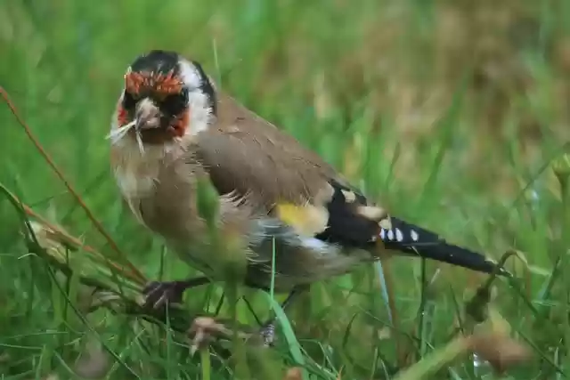 Free download european goldfinch beak small free picture to be edited with GIMP free online image editor