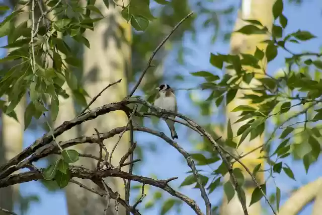 Free download european goldfinch bird finch free picture to be edited with GIMP free online image editor