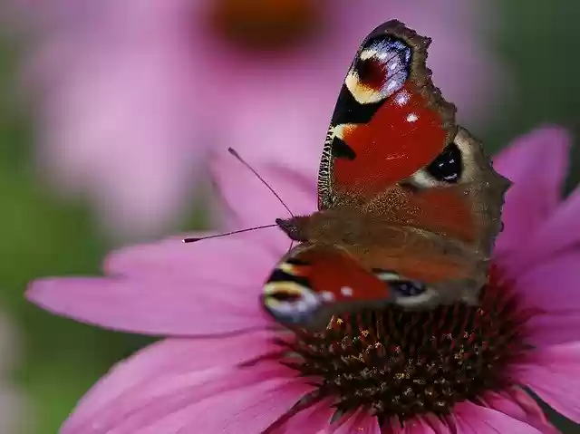 تنزيل European Peacock Butterfly Flower - صورة مجانية أو صورة ليتم تحريرها باستخدام محرر الصور عبر الإنترنت GIMP