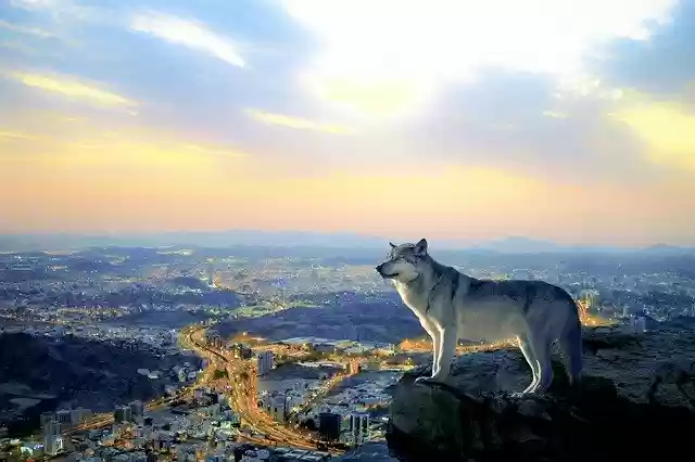 Free download Evening City Wolf -  free photo or picture to be edited with GIMP online image editor