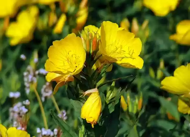 Free download evening primrose flowers free picture to be edited with GIMP free online image editor