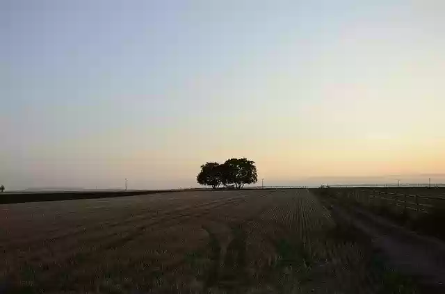 Free download Evening Sky Tree Nature -  free photo or picture to be edited with GIMP online image editor
