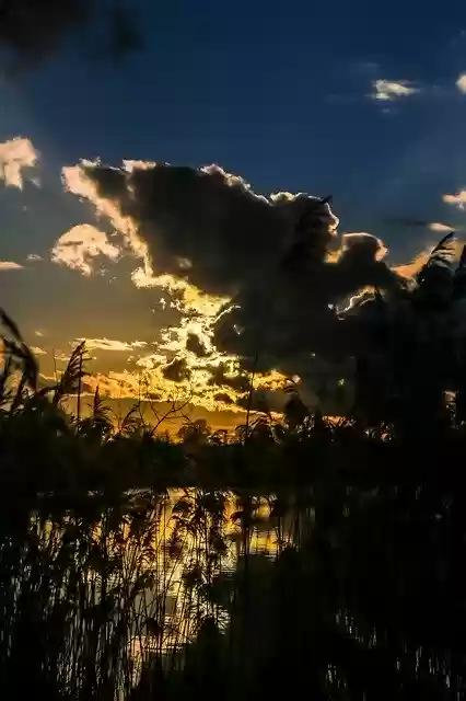Free download Evening Water Reed -  free photo template to be edited with GIMP online image editor