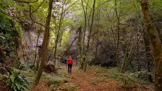 Free download excursion forest trail e5 european free picture to be edited with GIMP free online image editor