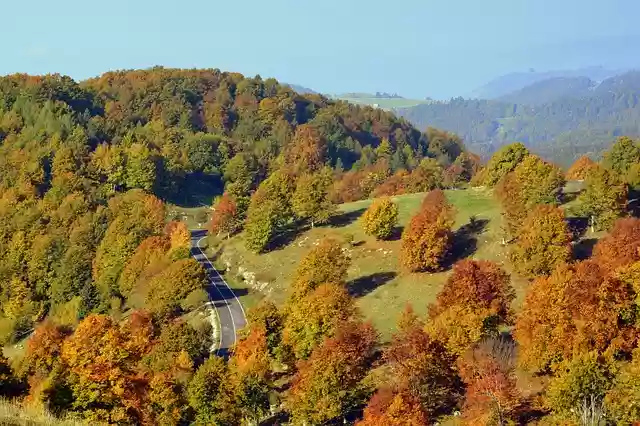 Free download excursion trees forest autumn free picture to be edited with GIMP free online image editor