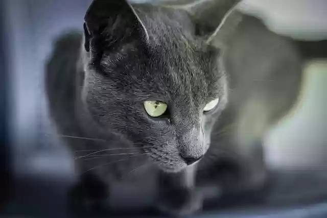 Free download eye gray cat animal feline free picture to be edited with GIMP free online image editor
