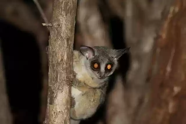 Free download Eyes Red Tarsier -  free free photo or picture to be edited with GIMP online image editor