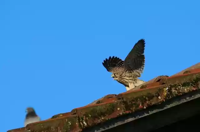 Free download Falcon Kestrel Young Animal Wild -  free photo or picture to be edited with GIMP online image editor