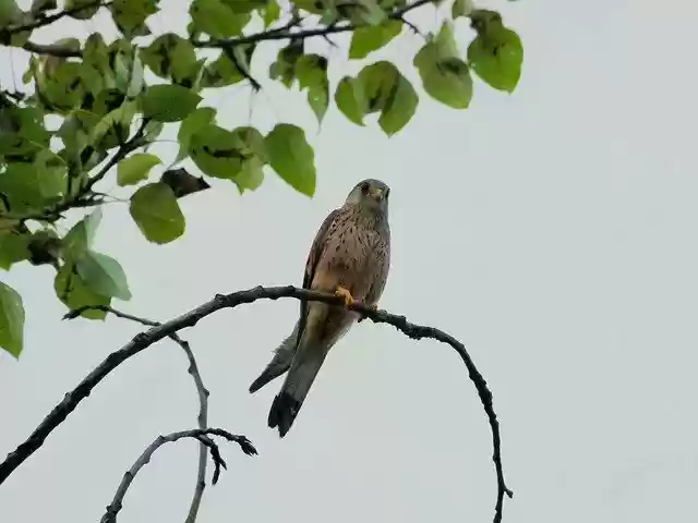 Free download Falcon Raptor Bird Of Prey Animal -  free photo or picture to be edited with GIMP online image editor