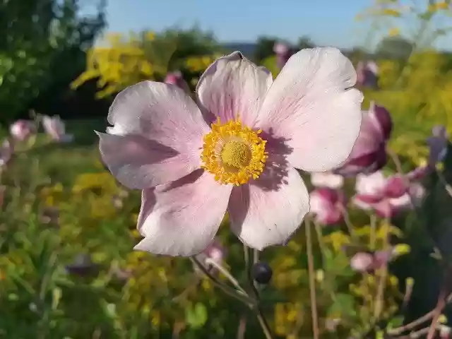 Free download Fall Anemone Blossom -  free free photo or picture to be edited with GIMP online image editor