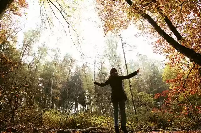 Free download Fall Autumn Trees -  free free photo or picture to be edited with GIMP online image editor