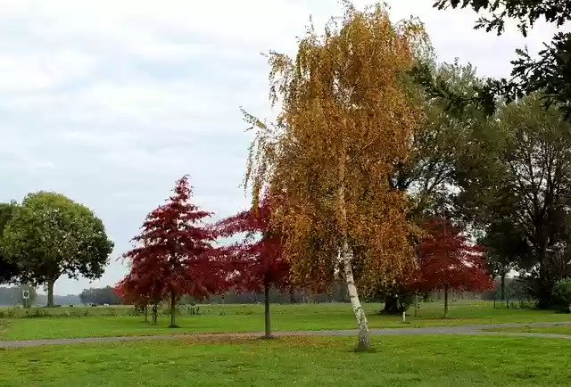 Free download Fall Colors Birch American Oak -  free photo or picture to be edited with GIMP online image editor