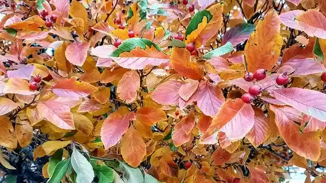 Free download Fall Colors Leaves -  free free photo or picture to be edited with GIMP online image editor