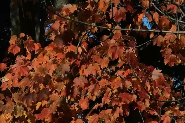 Free download Fall Colors Red -  free photo or picture to be edited with GIMP online image editor