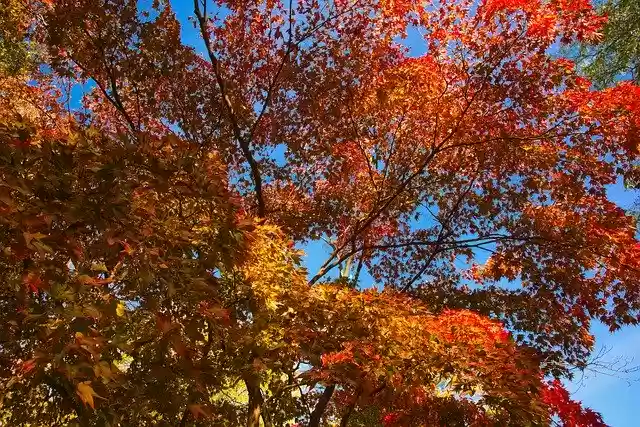 Téléchargement gratuit Arbre de couleur d'automne - photo ou image gratuite à éditer avec l'éditeur d'images en ligne GIMP