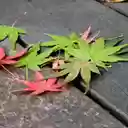 Fallen Maple Leaves  screen for extension Chrome web store in OffiDocs Chromium