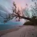 fallen trees and the sea  screen for extension Chrome web store in OffiDocs Chromium