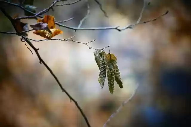 Free download Fall Foliage Leaf Autumn Colours -  free photo or picture to be edited with GIMP online image editor