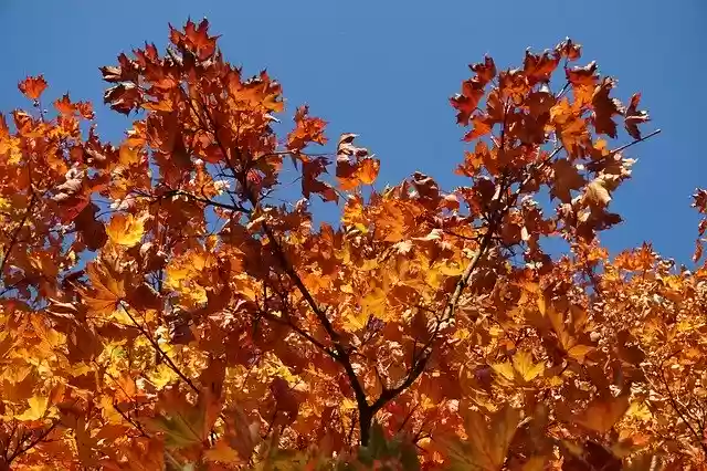 Free download Fall Foliage Maple Colorful -  free photo or picture to be edited with GIMP online image editor