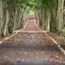 Falling leaf path  screen for extension Chrome web store in OffiDocs Chromium