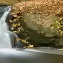 Falling Leaves Stream Bank  screen for extension Chrome web store in OffiDocs Chromium