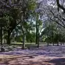 Falling purple flower park  screen for extension Chrome web store in OffiDocs Chromium