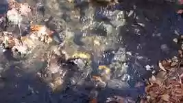Free download Fall Leaves Colors -  free video to be edited with OpenShot online video editor