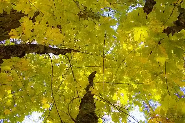 Free download Fall Leaves Tree -  free photo or picture to be edited with GIMP online image editor