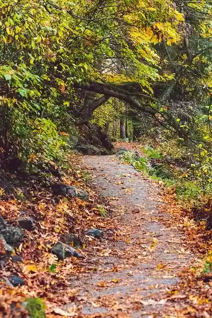 Free download Fall Path Autumn -  free photo or picture to be edited with GIMP online image editor